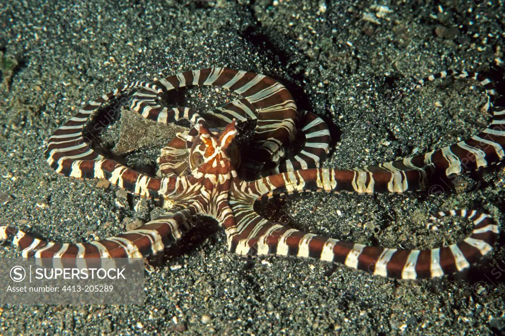 Lined Octopus Lembeh Strait Celebes Sea Sulawesi Indonesia