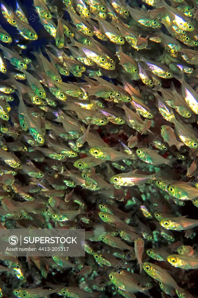 School of Dwarf Sweepers Red Sea Egypt
