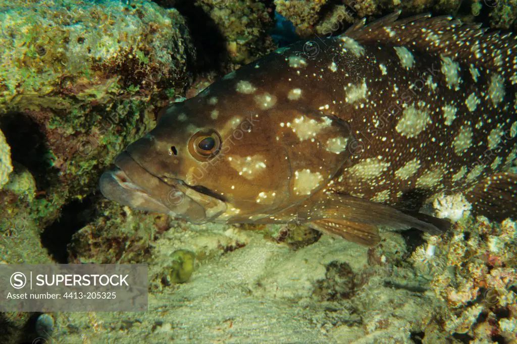 Dusky Grouper Red Sea Egypt