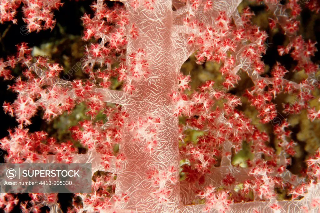 Soft coral Red Sea Safaga Egypt