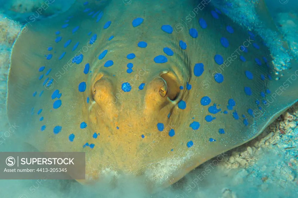 Bluespotted Ribbontail Ray Red Sea Egypt