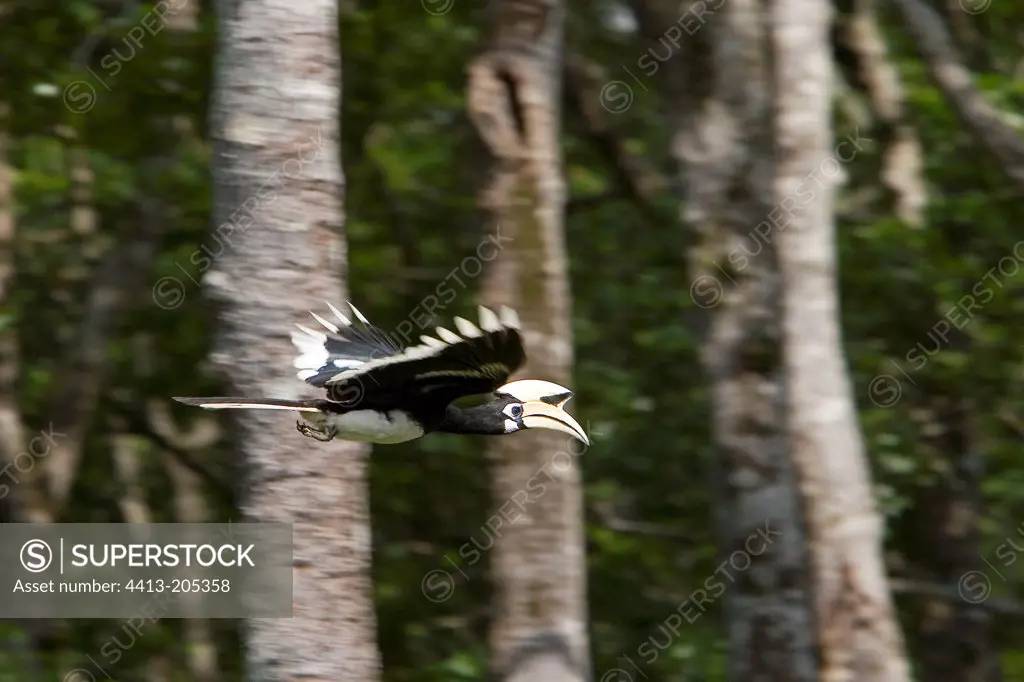 Black Hornbill in flight Sabah Malaysia