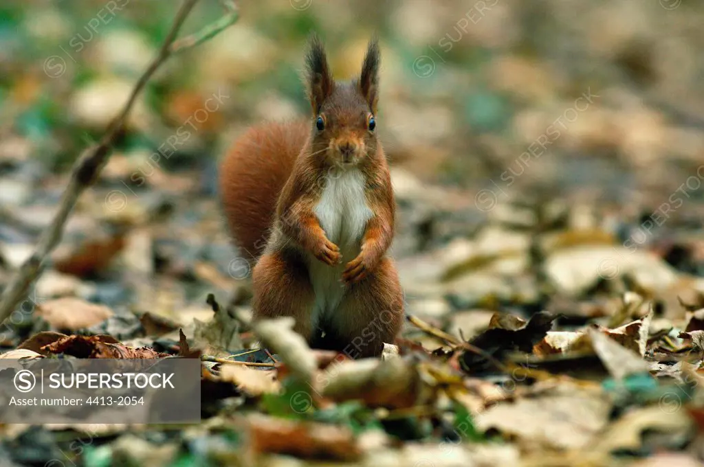 Eurasian Red Squirrel upright Ile-de-France France