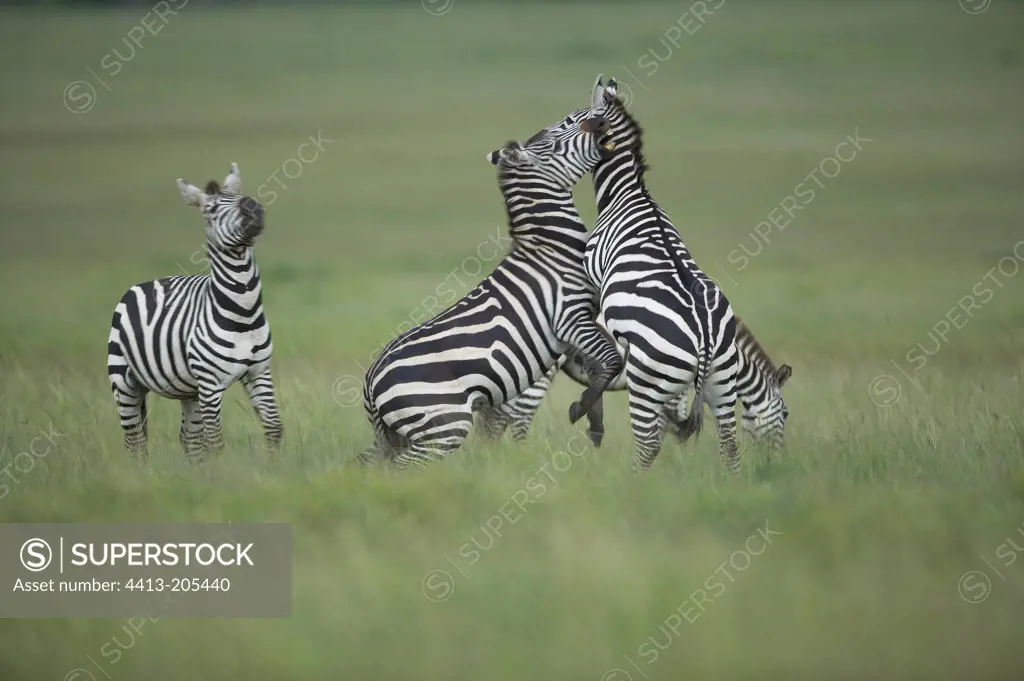 Fight between Grant's Zebras Masaï Mara Kenya