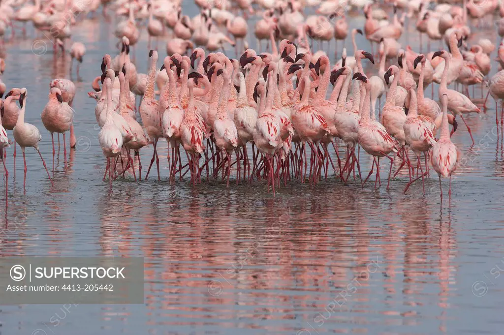 Courtship behaviour of lesser flamingoes Nakuru Lake Kenya