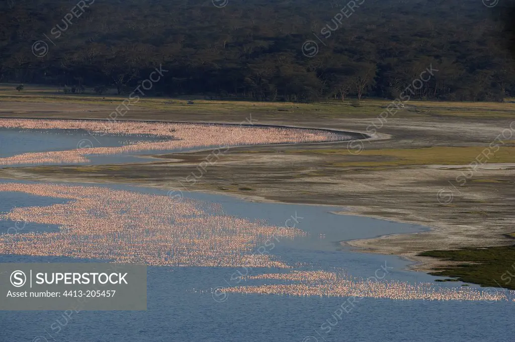 Colony of lesser flamingoes at Nakuru Lake Kenya