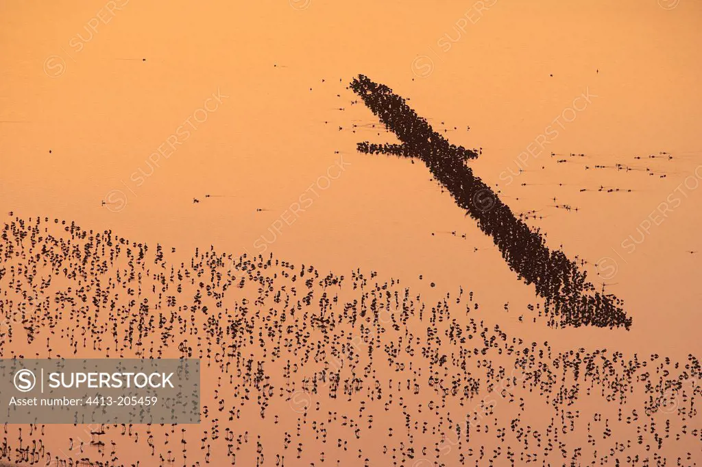 Colony of lesser flamingoes at sunset Nakuru Lake Kenya