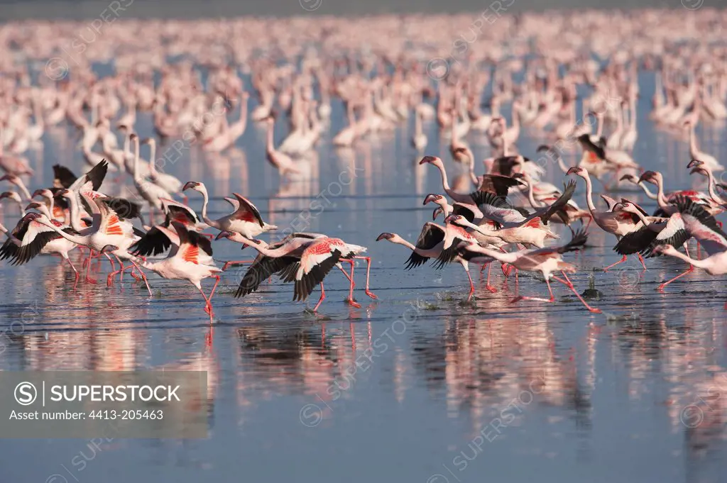Lesser flamingoes flying away Nakuru Lake Kenya