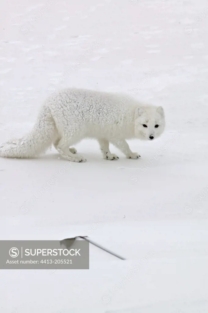 Arctic Fox drawing near to a trap hidden in the snow Canada