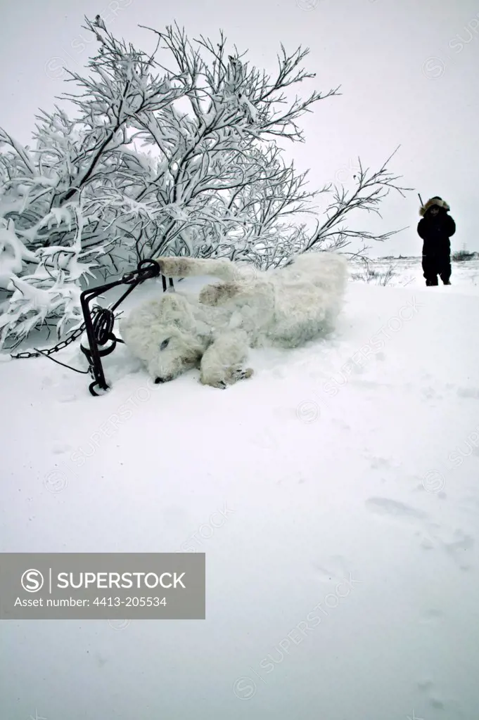 Arctic Fox trapped in the snow by a hunter Manitoba Canada