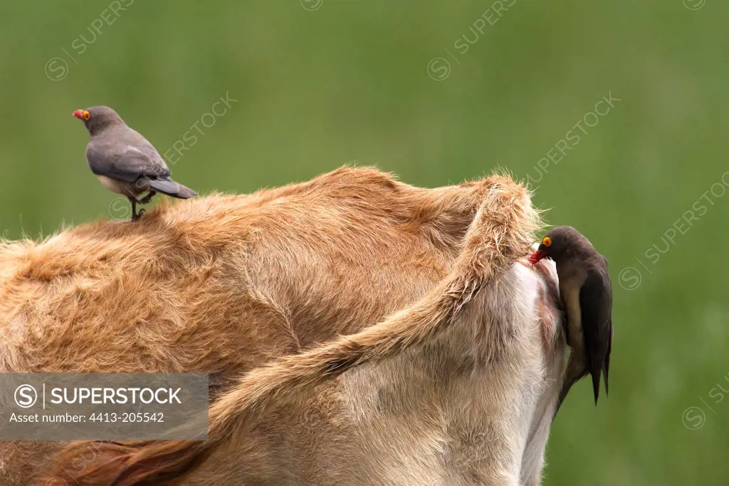 Red-billed Oxpecker on a calf Ethiopia