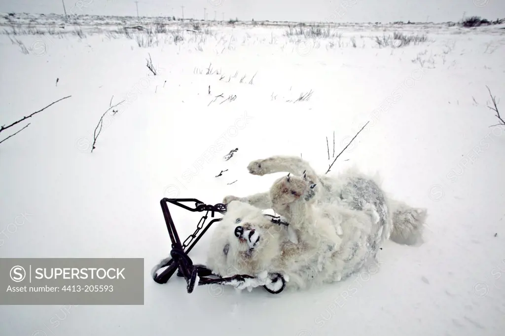 Frozen Arctic Fox trapped on the snow in Manitoba Canada