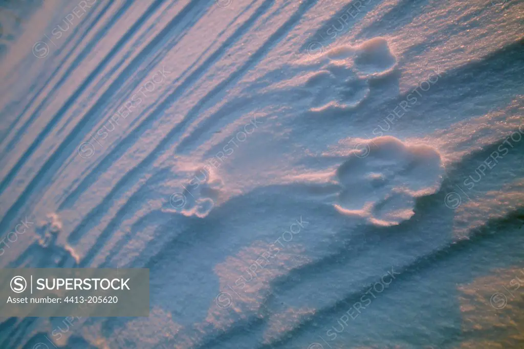 Footprints in the snow of an Arctic foxin in Iceland