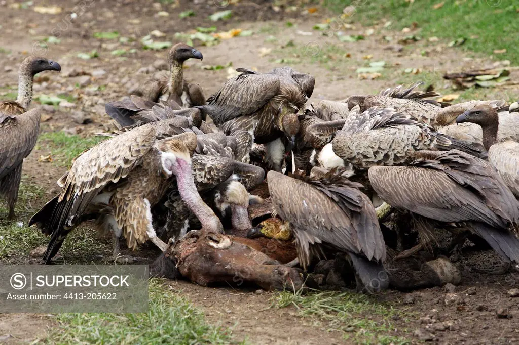 Griffon Vultures on a carcass Ethiopia