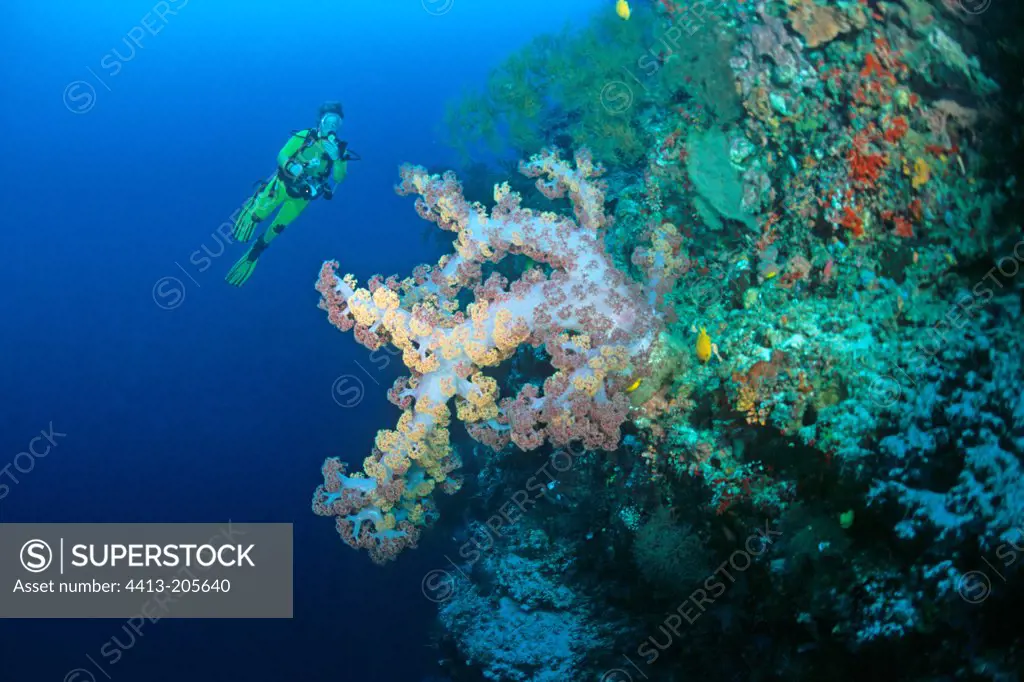 Soft Coral and diver Barracuda Point Sidapan Malaysia