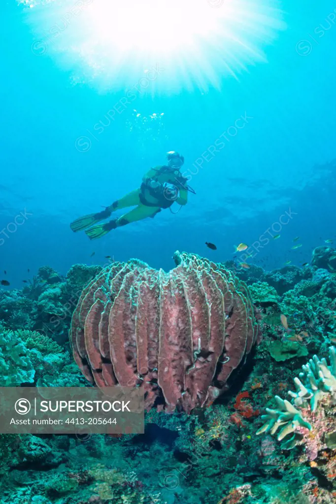 Diver at Drop off Sidapan Malaysia