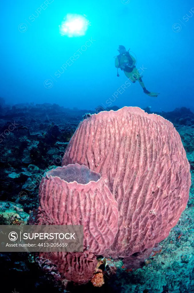 Sponge Barracuda Reef Sidapan Malaysia
