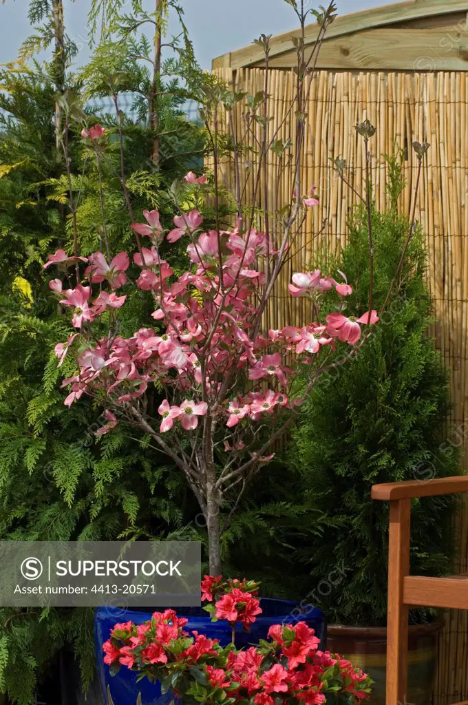 Flowering dogwood 'Cherokee Chief'and azalea on a terrace