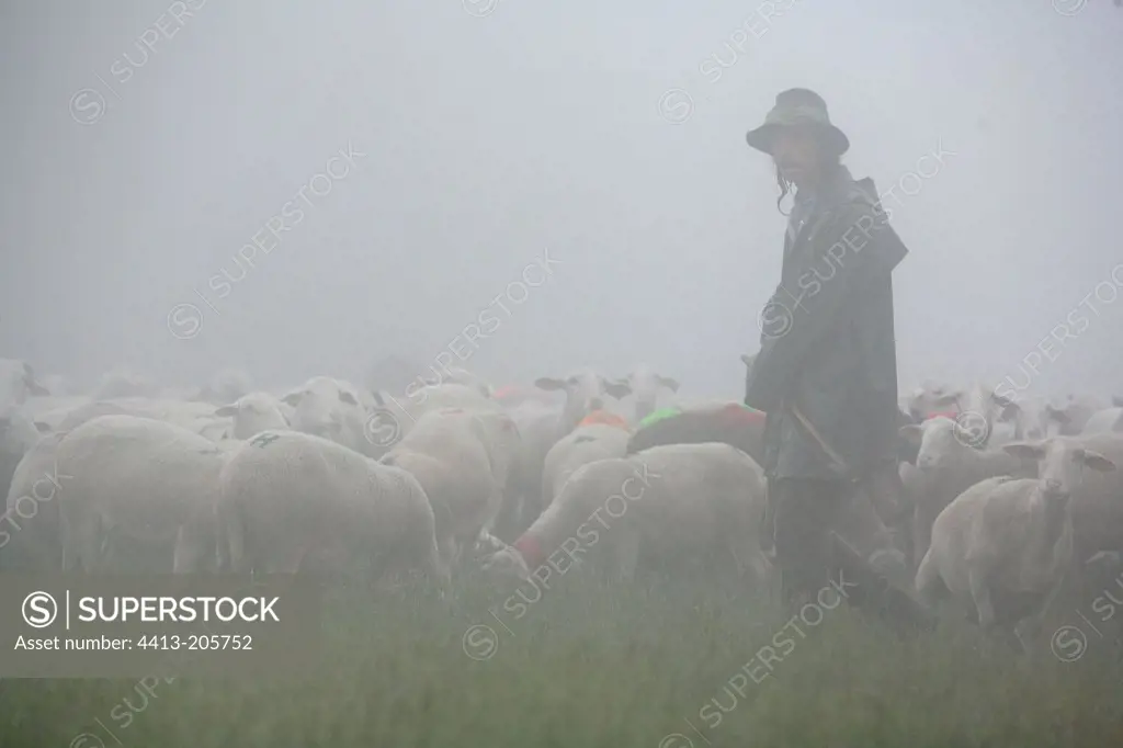 Herdkeeper watching for transhuming herd Cevennes France