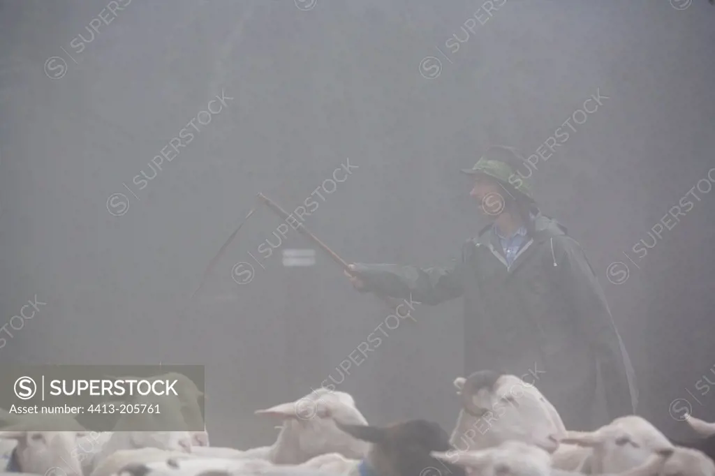 Herdkeeper watching for transhuming herd Cevennes France