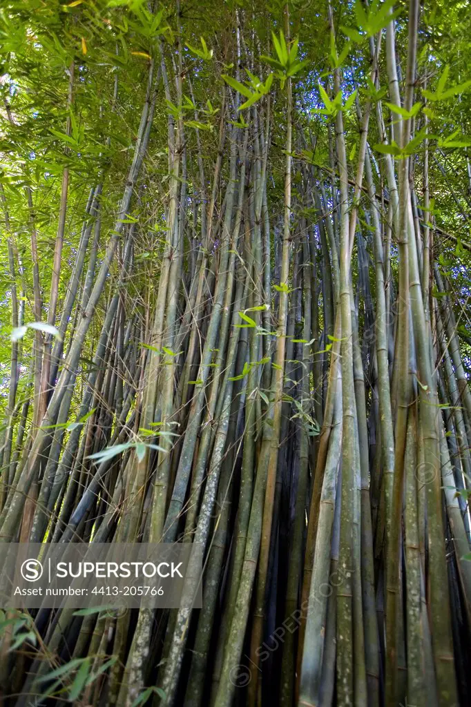 Clump of Bamboos Costa Rica