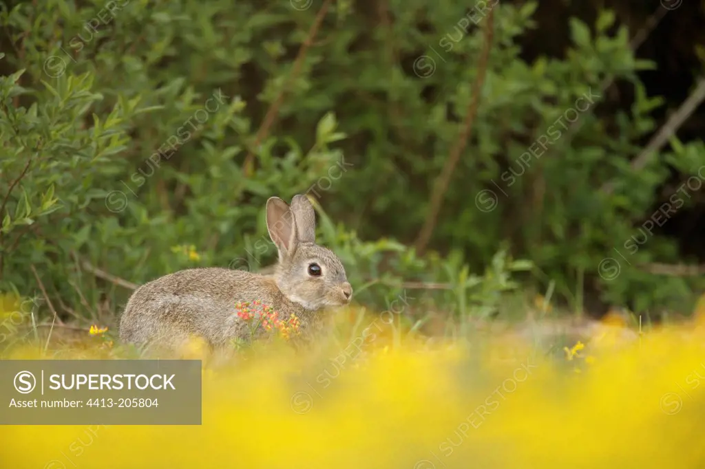 European rabbit at burrow Aube France