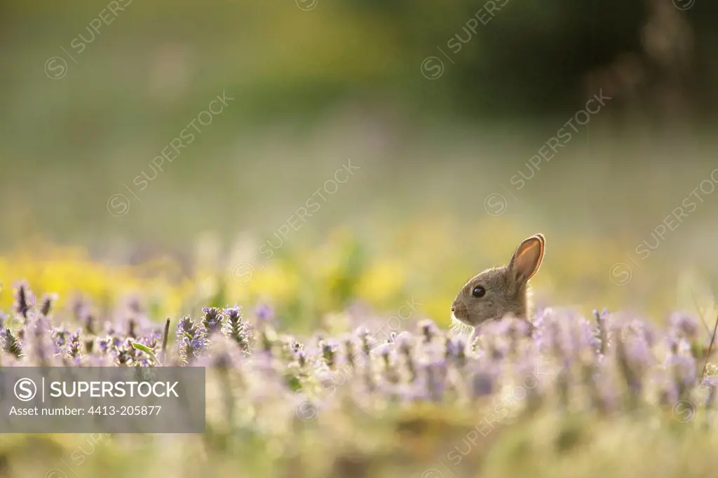 Young european rabbit next to its burrow Aube France
