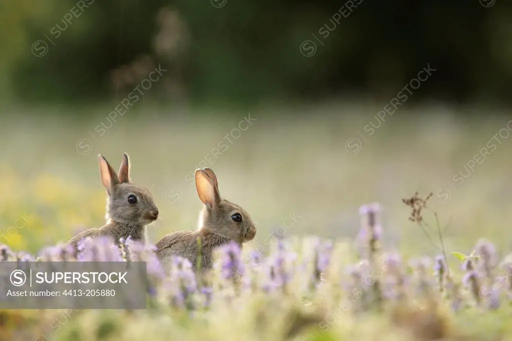 Young european rabbits next to its burrow Aube France