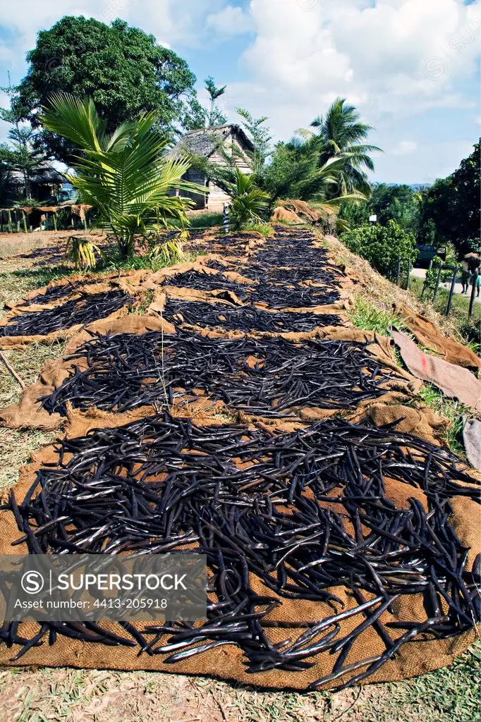 Vanilla pods dryong at sun Madagascar