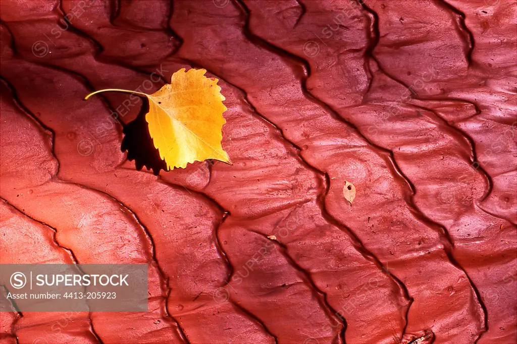 Aspen leaf and red clay in a wash Utah USA