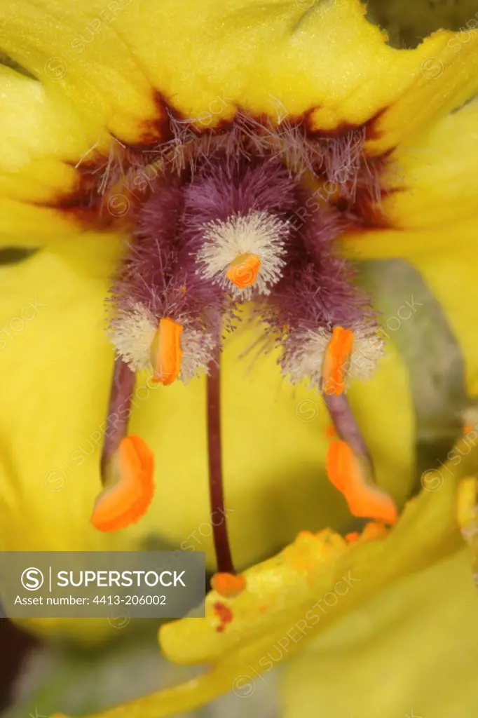 Detail of a flower of Black Mullein
