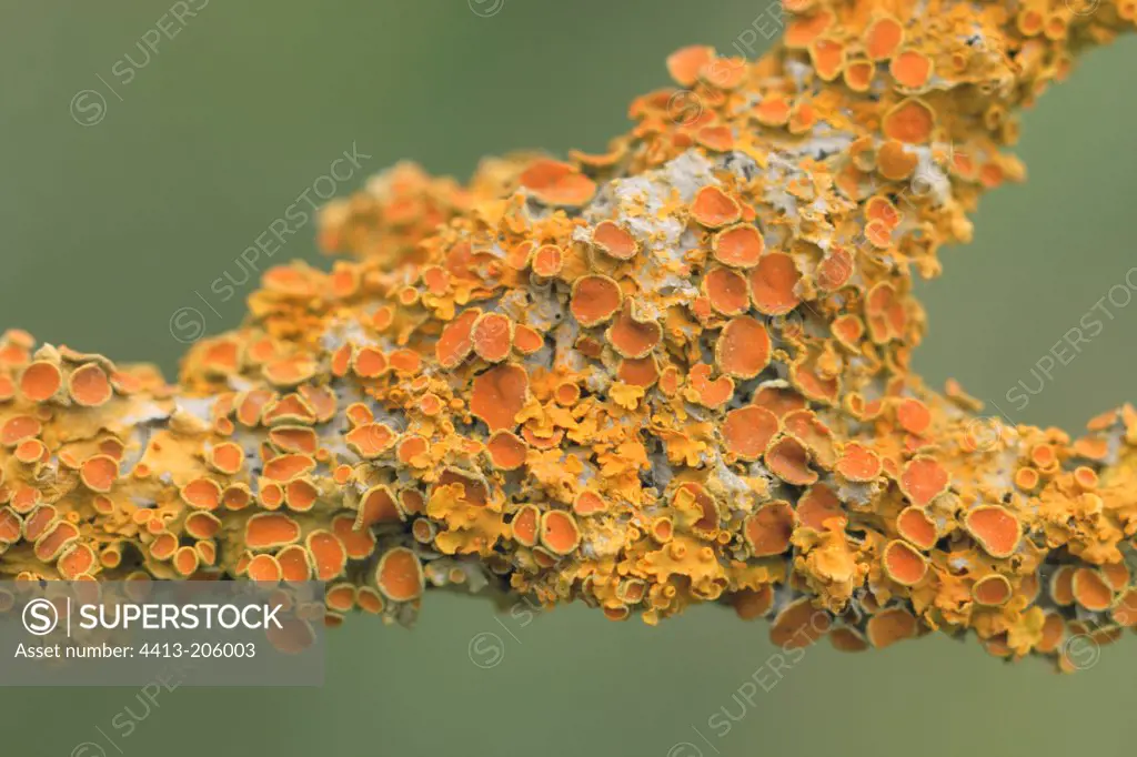 Lichens on a branch