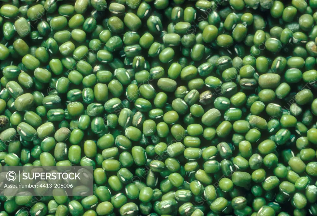 Seeds of Soybean