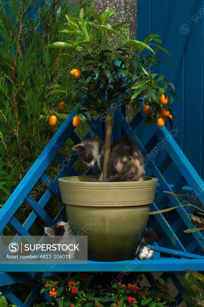 Kittens playing on a garden shelves