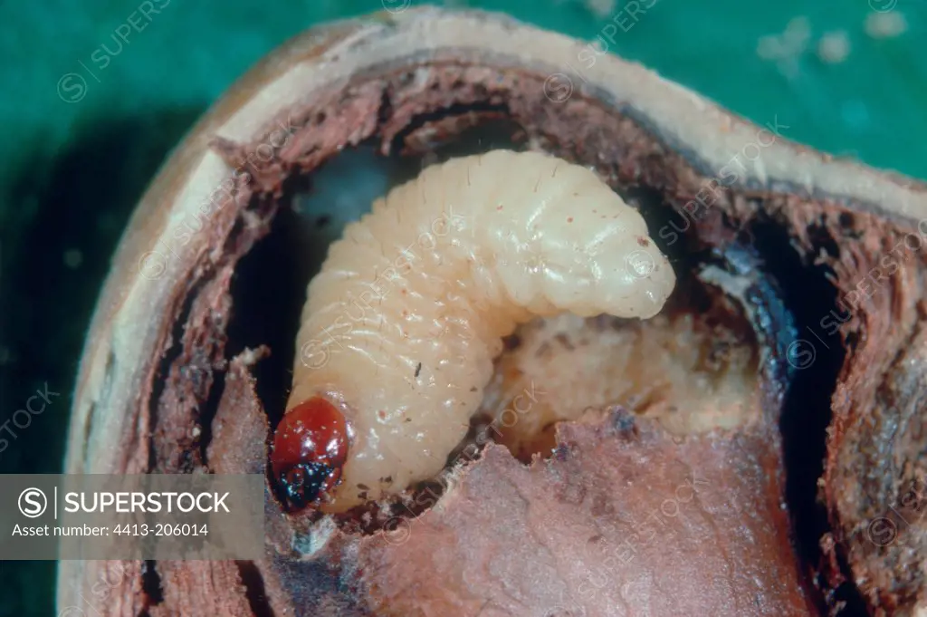 Larva of hazelnut weevil eating a hazelnut seed