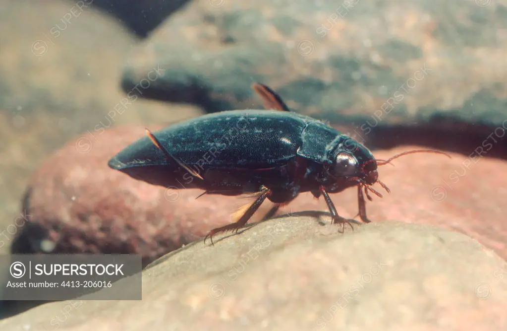 Diving Beetle in a pond
