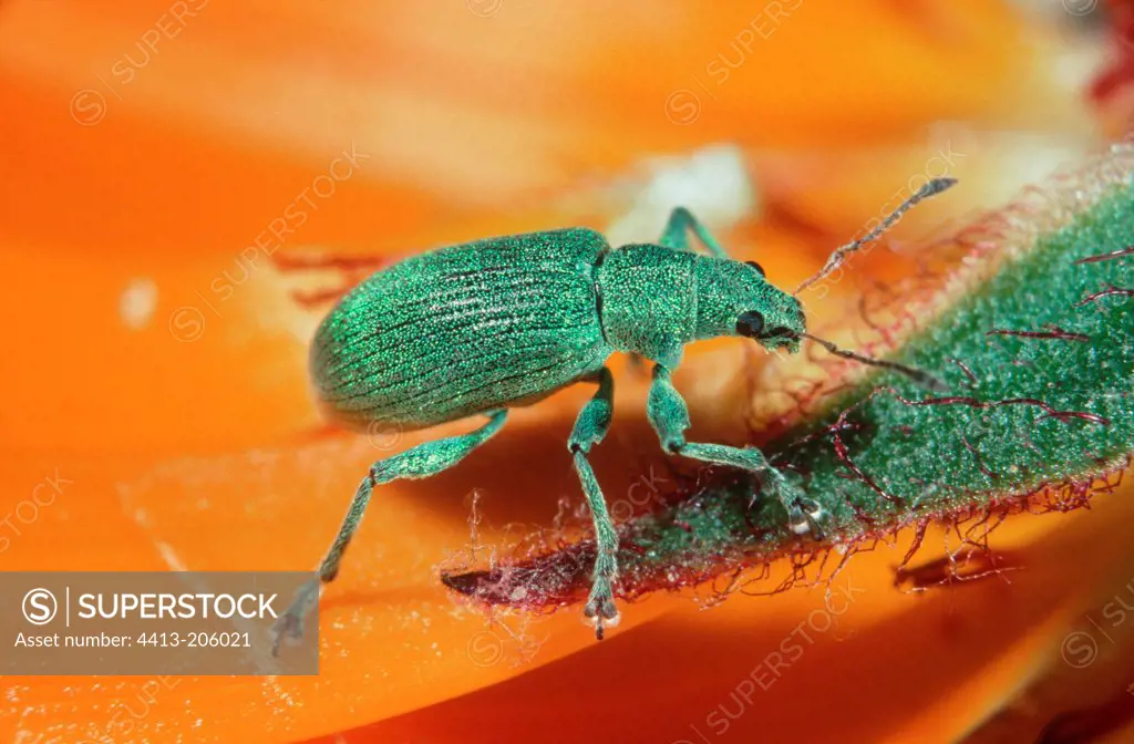 Weevil on a flower