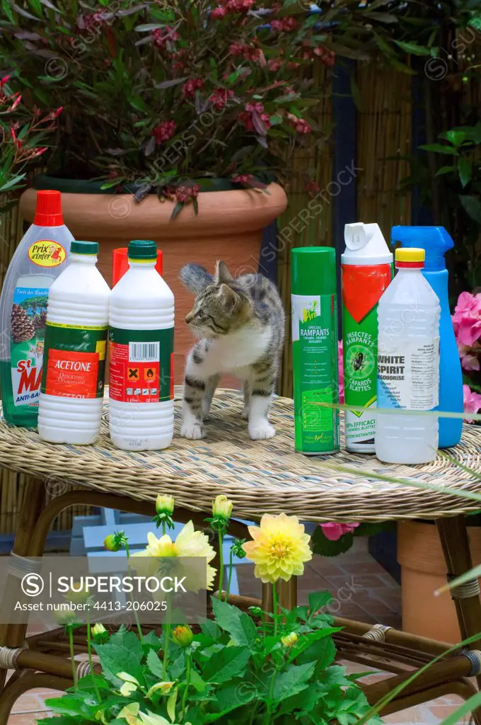 Kitten with cleaning products on a garden table