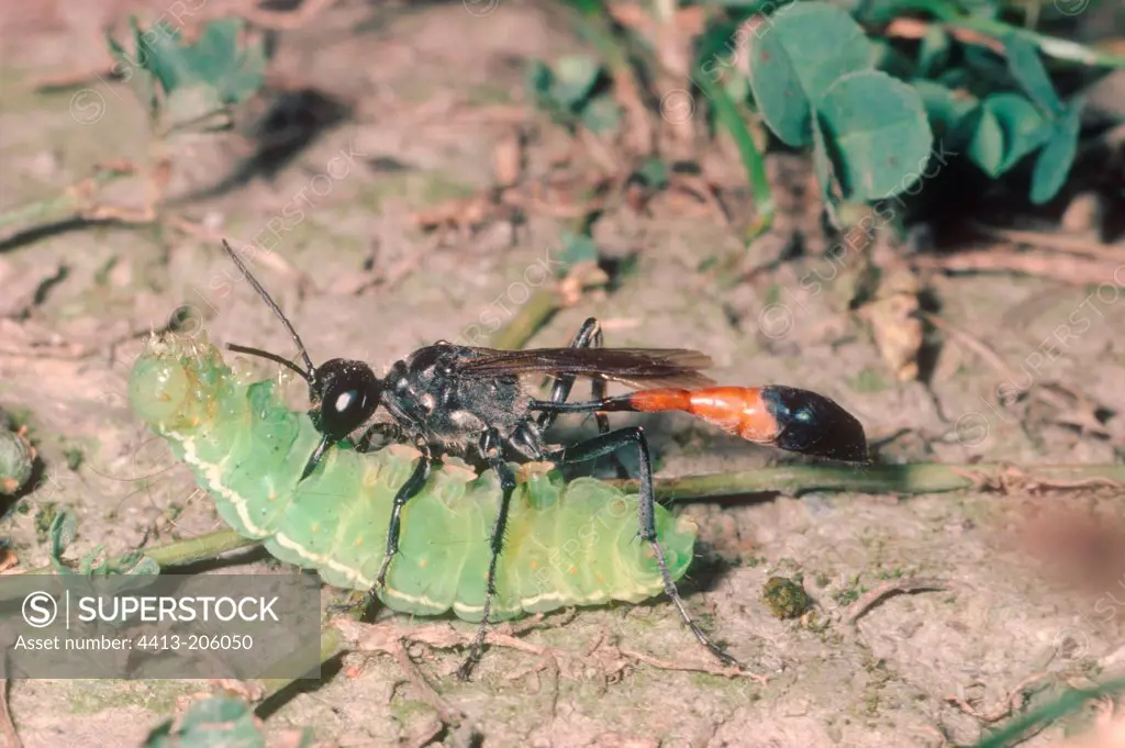 Sand digger wasp female carrying a paralyzed caterpillar