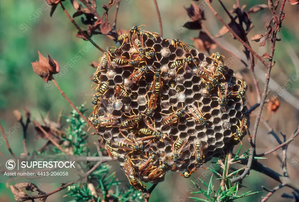 Social wasps on its nest