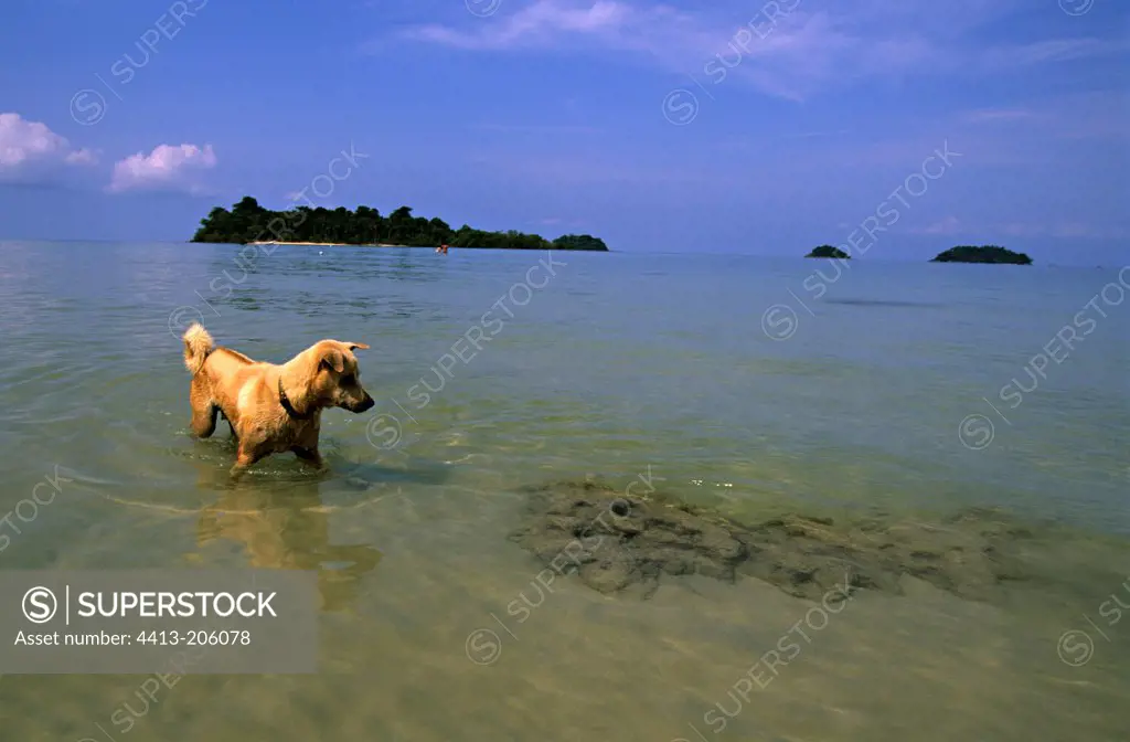 Dog playing and observing a algae patch in the water