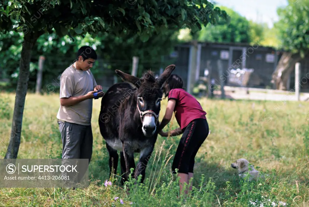 Volunteers taking care of a ass of a refuge Nièvre France
