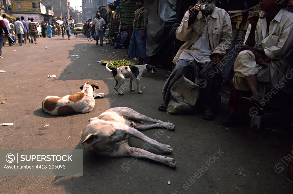 Street scene in India with Dogs at rest on the way