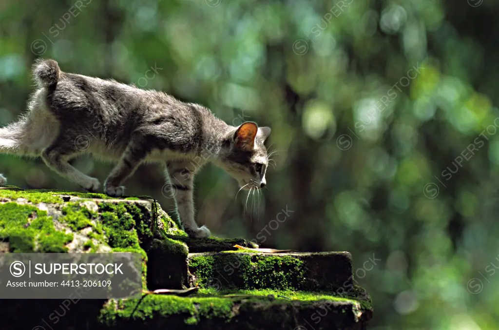 Young cat with cut tail walking on a rock Cambodia