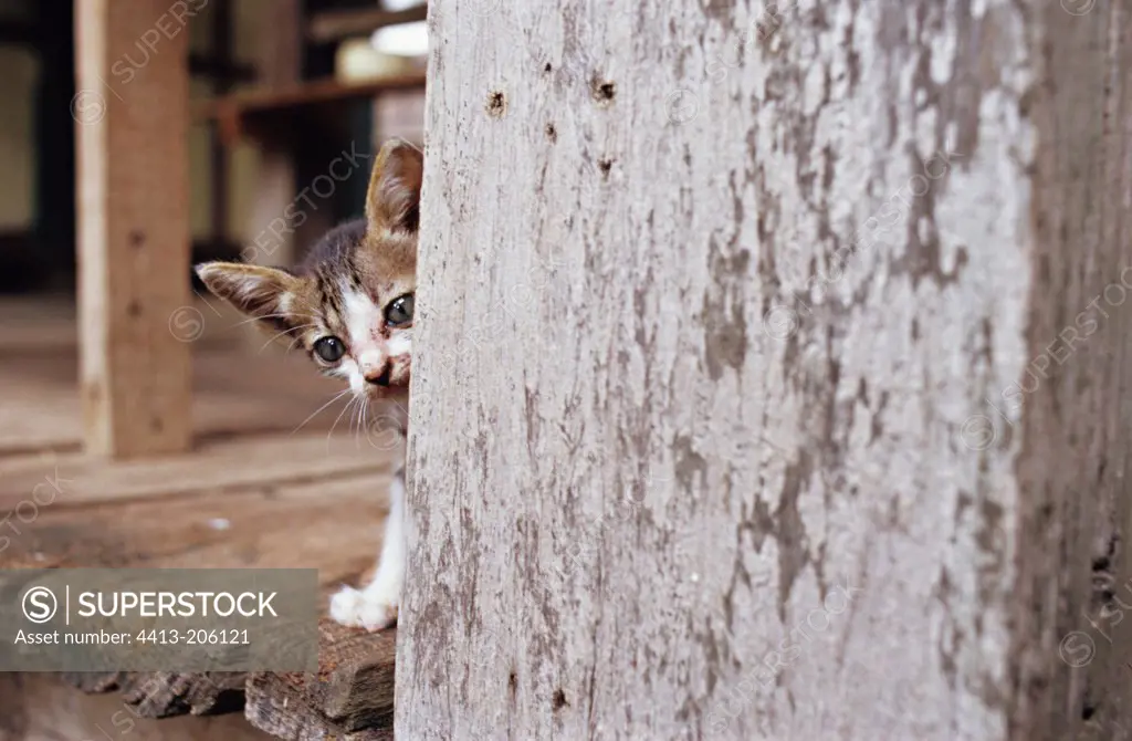 Suspicious kitten hidden behind a wall Siem Reap Cambodia