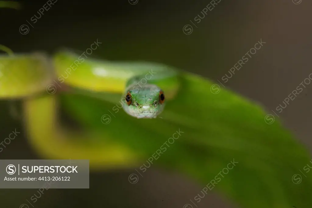 Green Snake lakeside Sandoval Amazon Peru