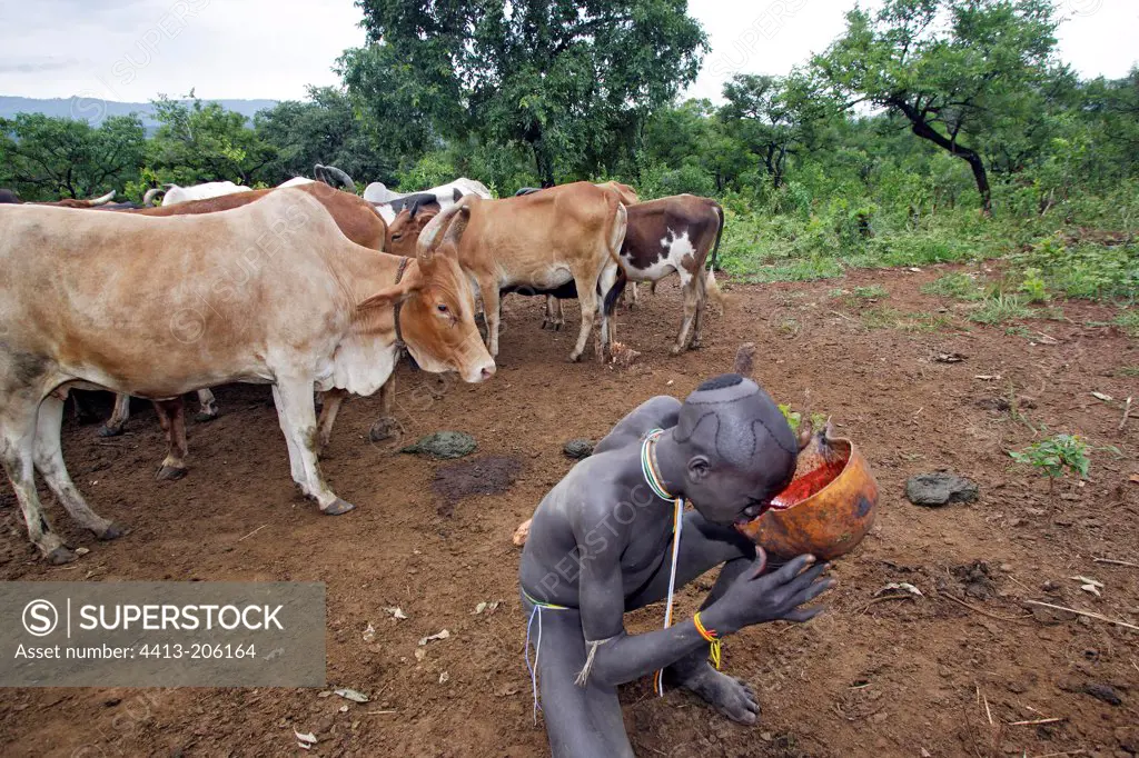Surma boy drinking cow's blood Ethiopia