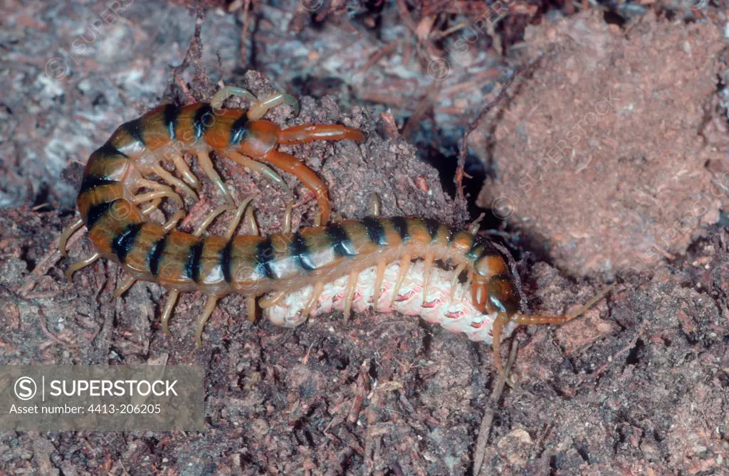 Megarian banded Centipede eating its prey
