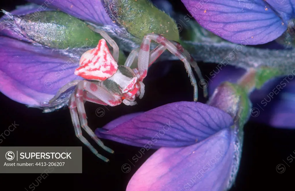 Crab spider stalked on Fabaceae flowers