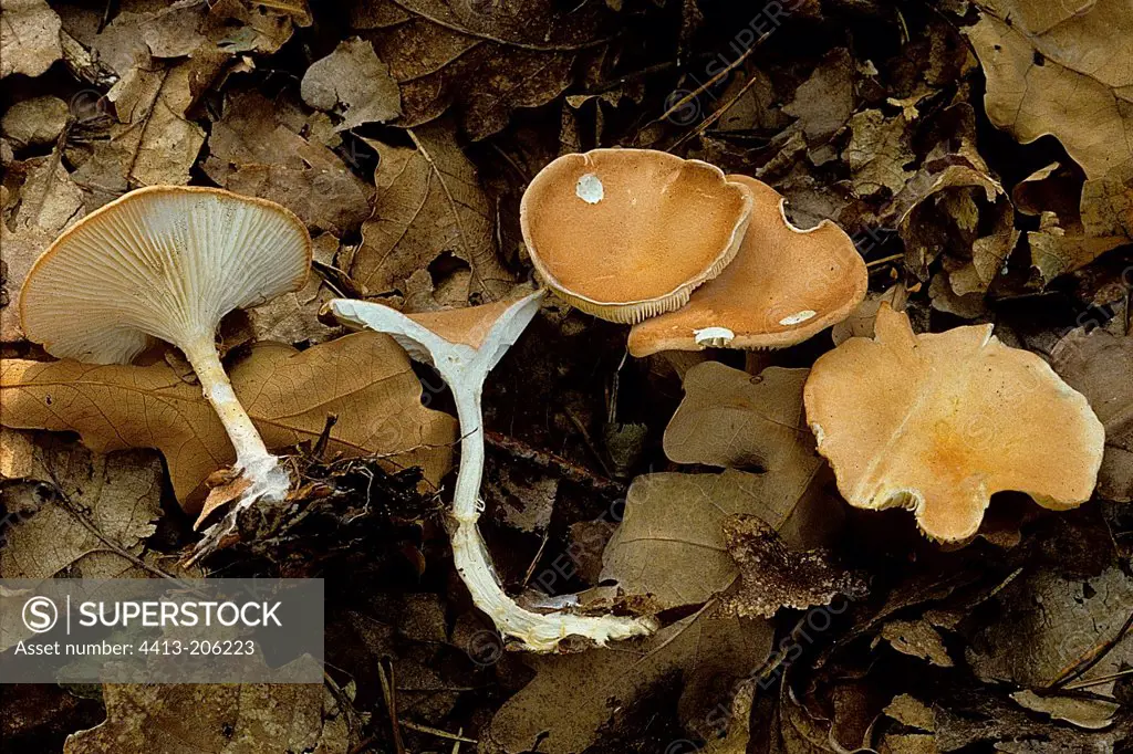 Group of common Funnel Caps